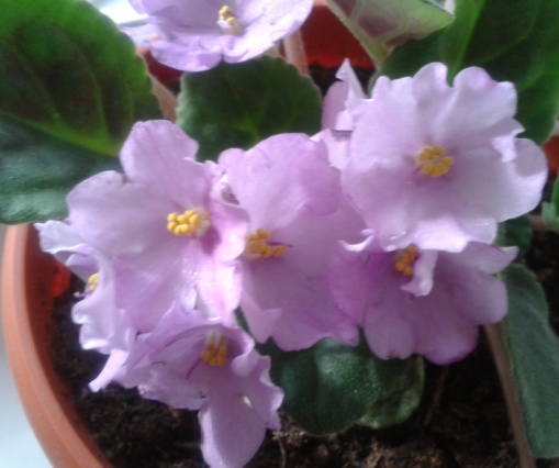 Копия 2012-04-29 08.54.43.jpg