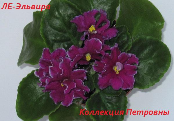 ЛЕ-Эльвира4.jpg