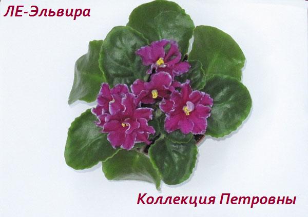 ЛЕ-Эльвира5.jpg