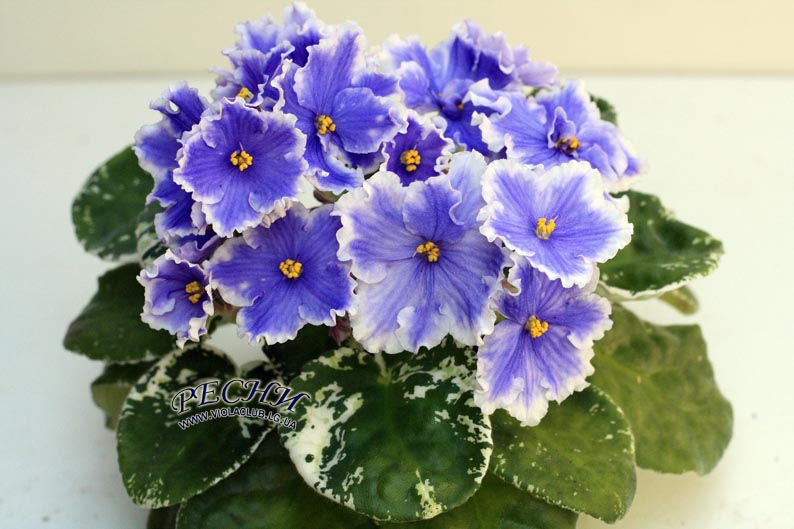 IMG_0044 копия.jpg
