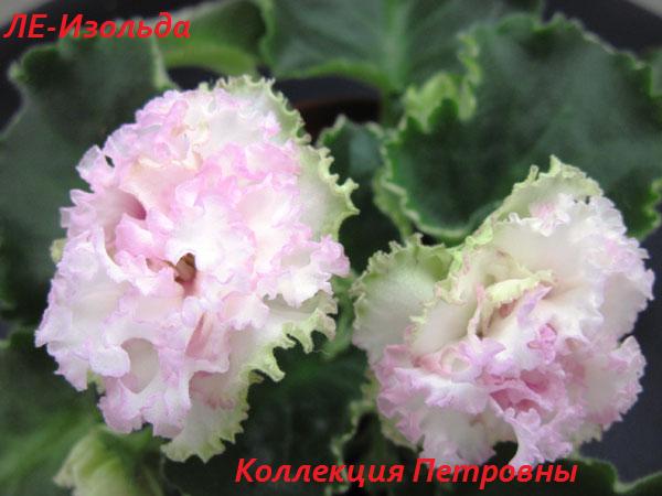 ЛЕ-Изольда.jpg