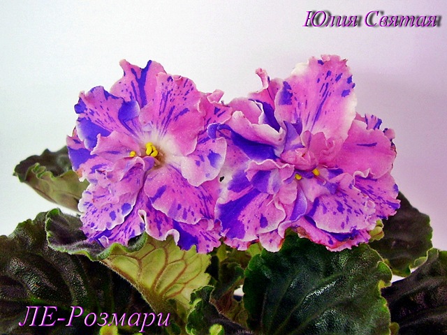ЛЕ-Розмари