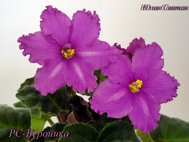 РС-Вероника (Репкина)