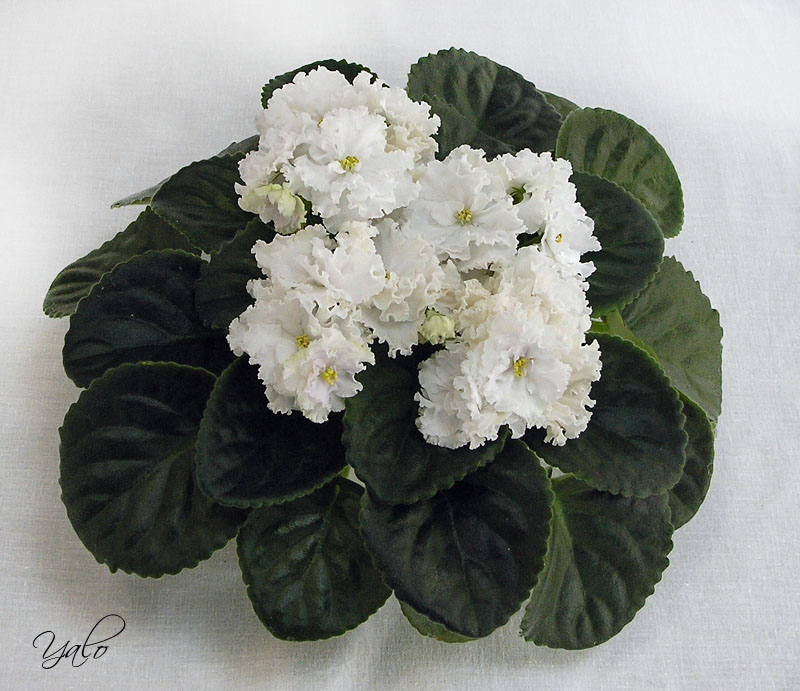 2 место – ЛЕ-Жизель (Е. Лебецкая), колл. Ю. Андрусенко (Московская фиалка)