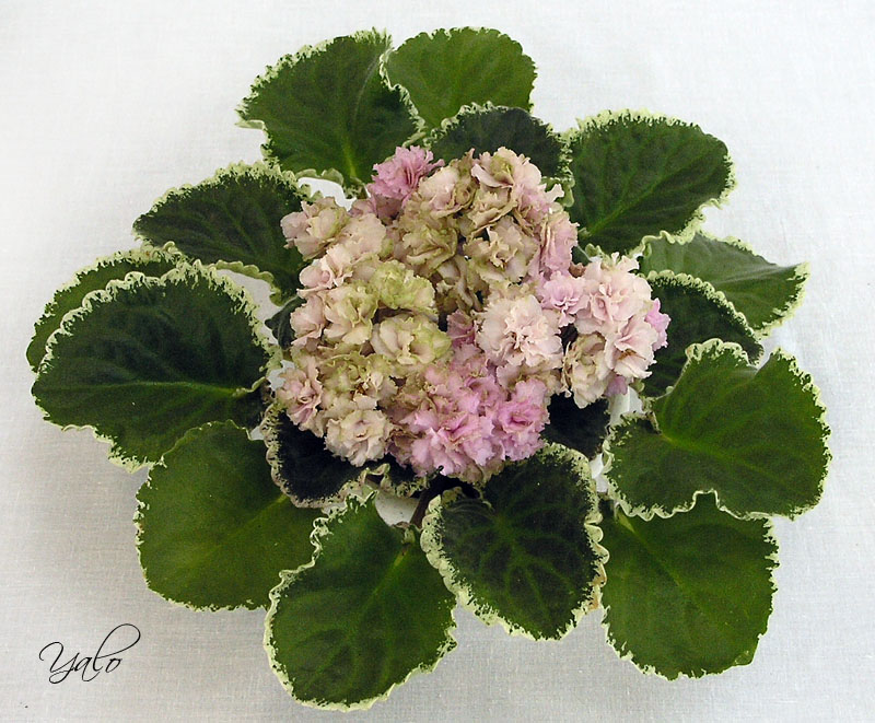 2 место – Ma's Corsage (O. Robinson), колл. М. Нестерова (Московские коллекционеры)