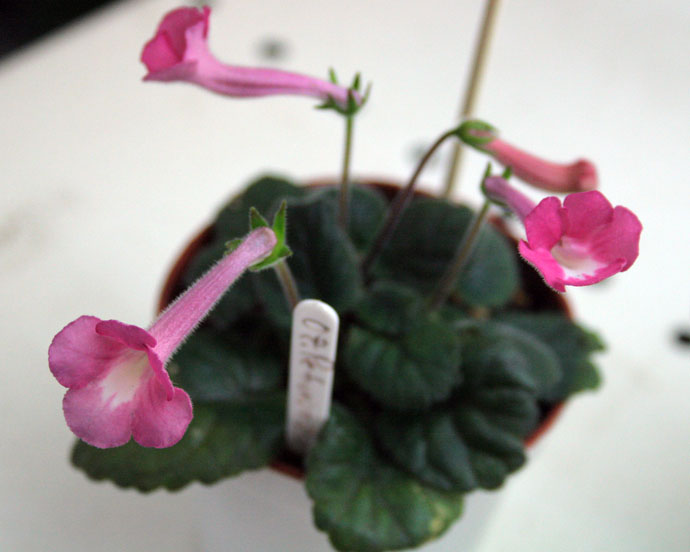 OZARK PETUNIA EDGE