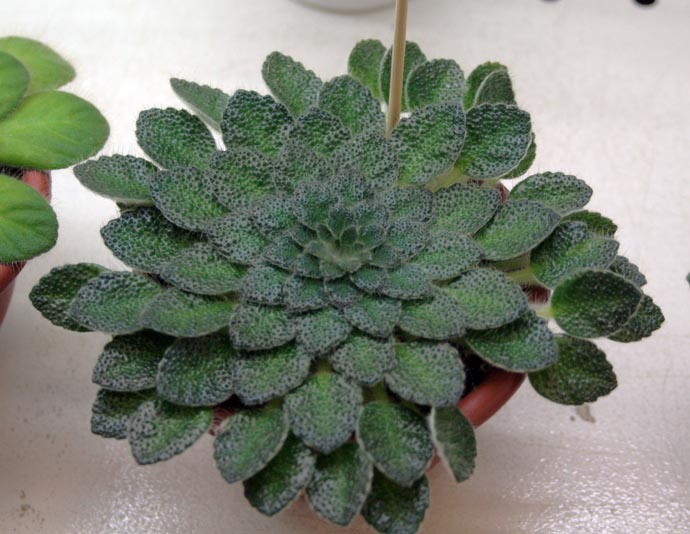P. SP G25KC00