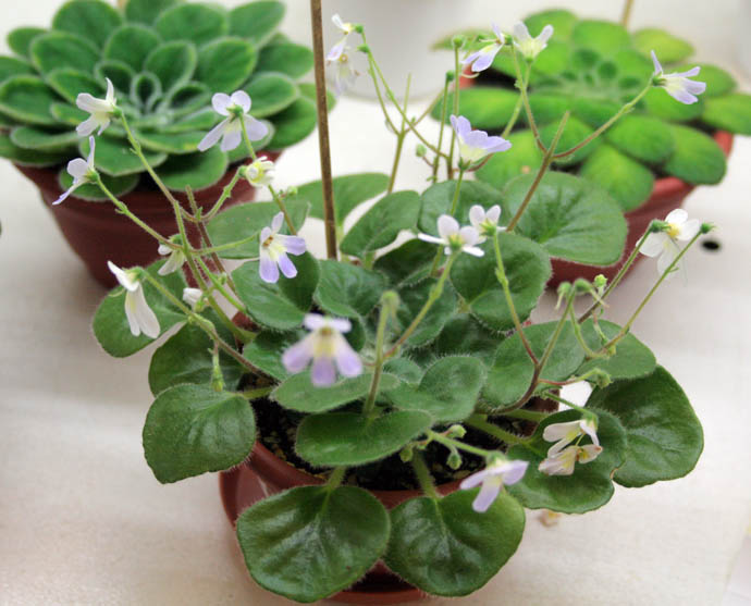 P. BARBATA