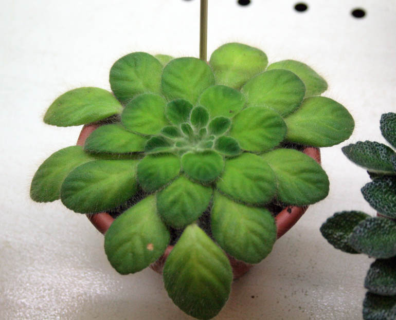 P. FLORIBUNDA
