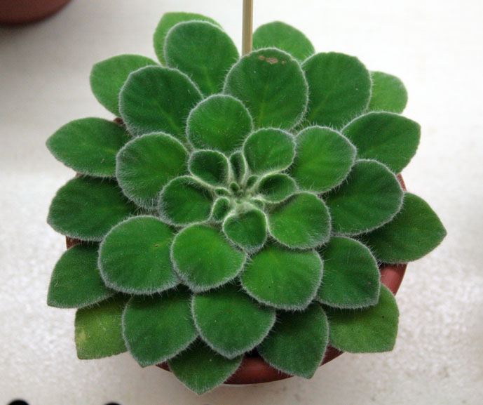 P. CAVALERIEI
