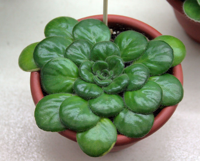 P. MINOR