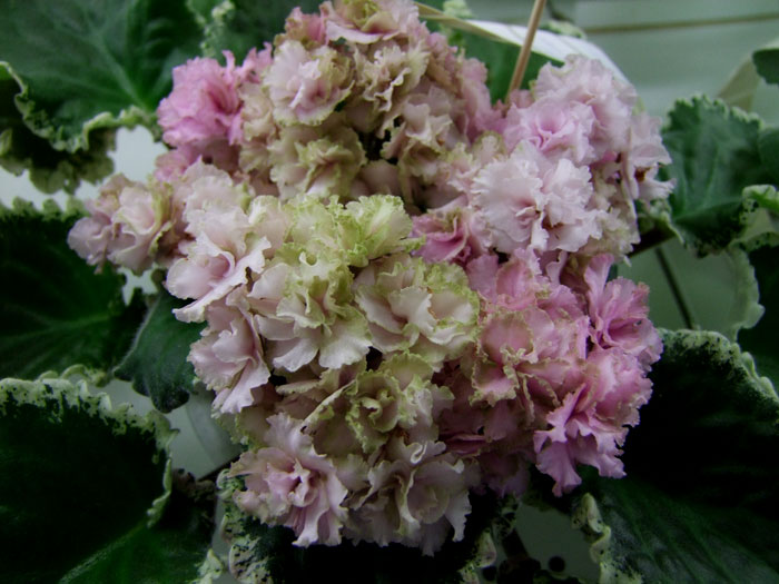 Ma's-Corsage-(Нестерова).jpg