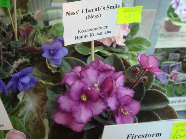 Ness'-Cherub's-Smile.jpg