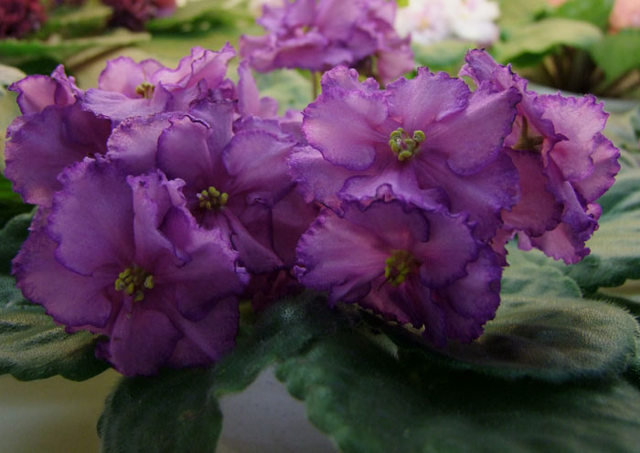 ПТ-Нонна(Фёдорова).jpg