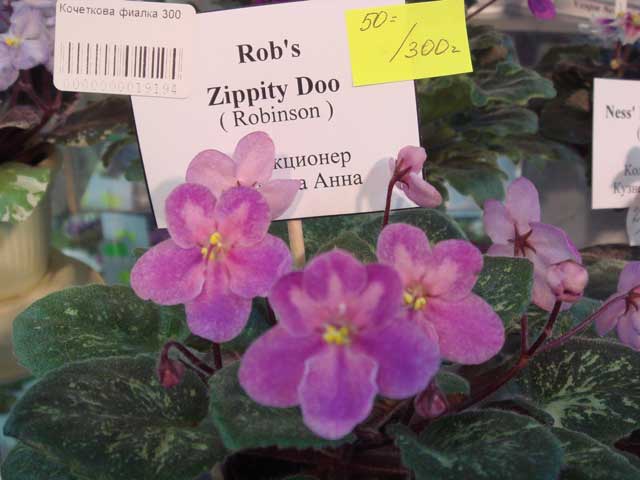 Rob's-Zippity-Doo.jpg