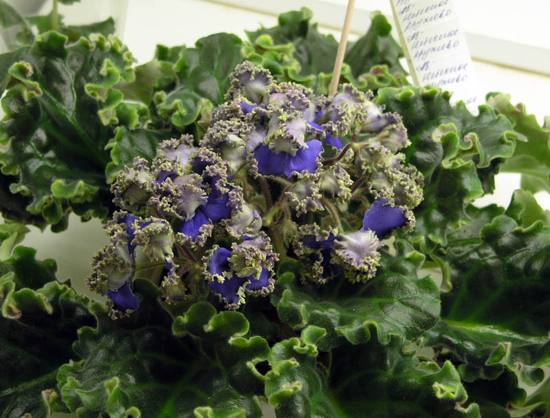 АЕ-Небесное Кружево