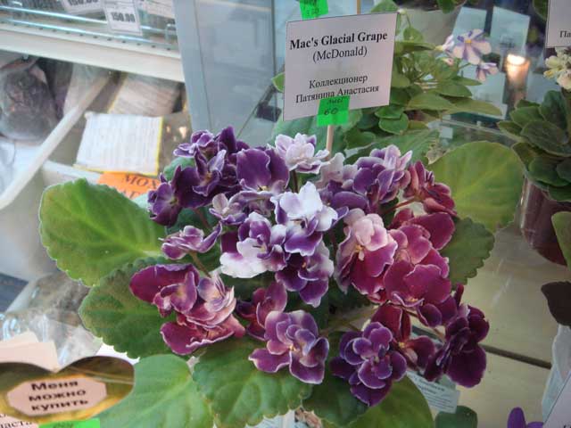 Ma's-Glacial-Grape.jpg