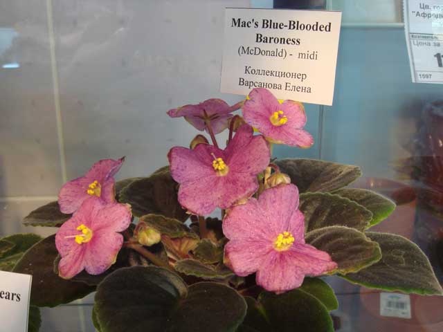 Ma's-Blue-Bloded-Baroness.jpg
