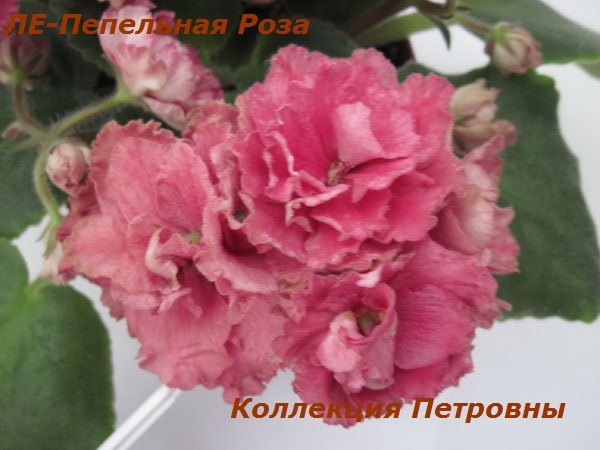 ЛЕ-Пепельная-Роза1.jpg
