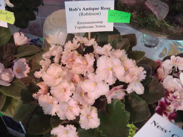Rob's-Antigue-Rose.jpg