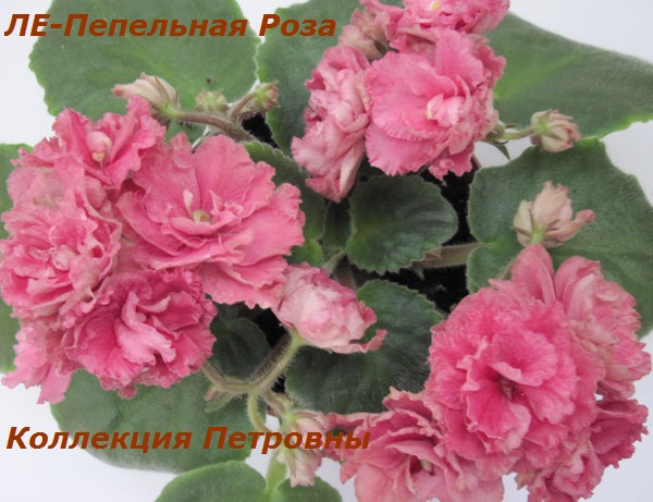 ЛЕ-Пепельная-Роза.jpg