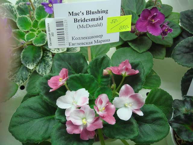 Ma's-Blushing-Bridesmaid.jpg