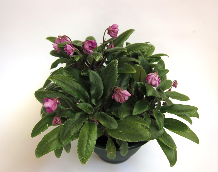 Senk's-Azalea-Trail.jpg