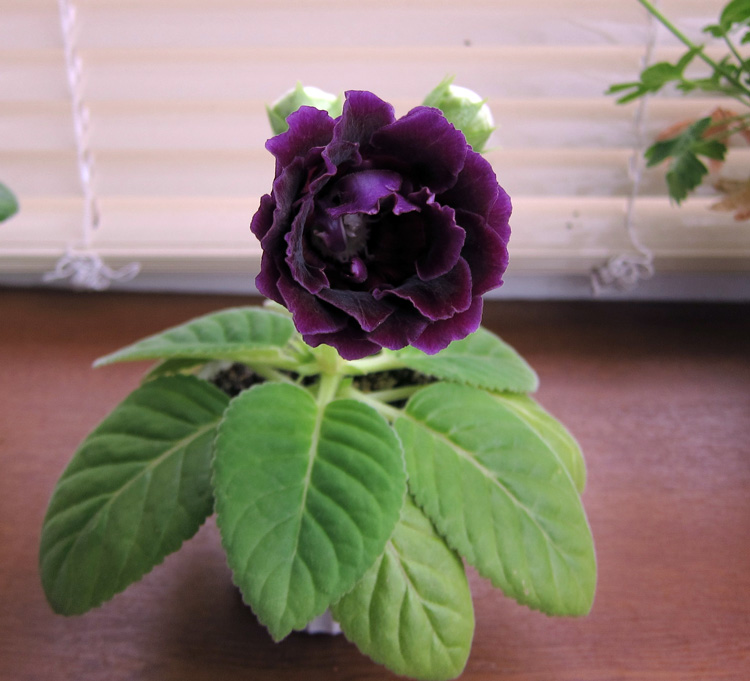 Silvana-Violet.jpg