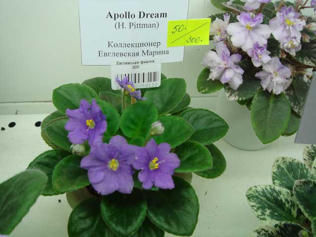 Appolo-Dream.jpg