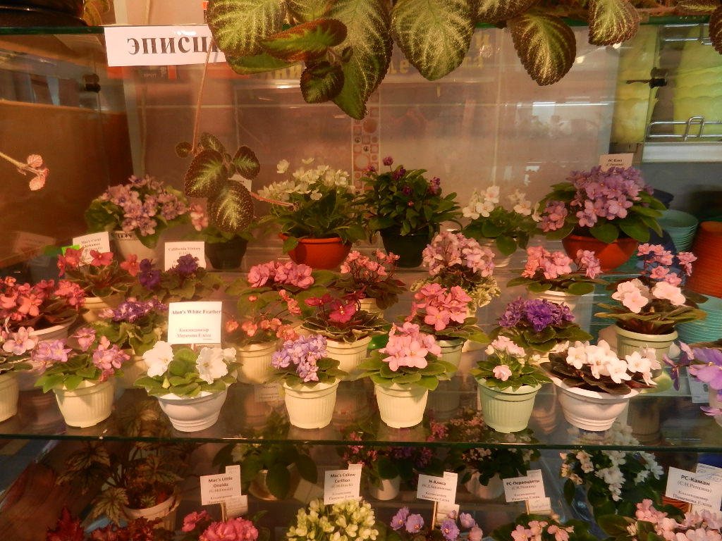 DSCN0445.JPG