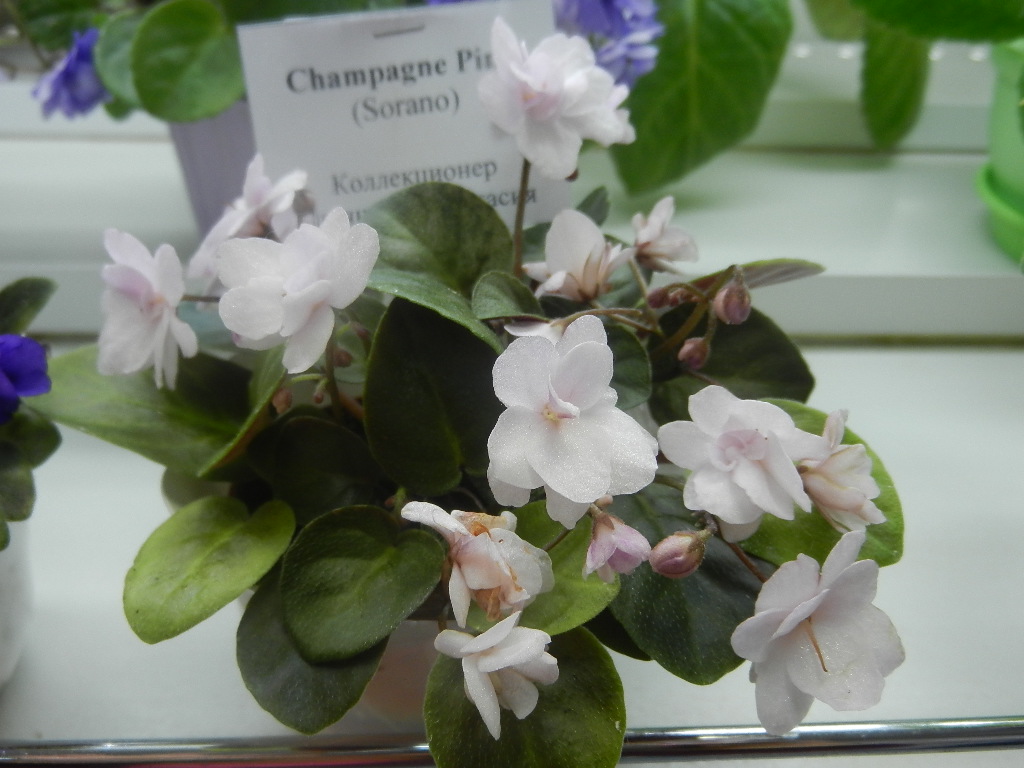 Champagne Pink
