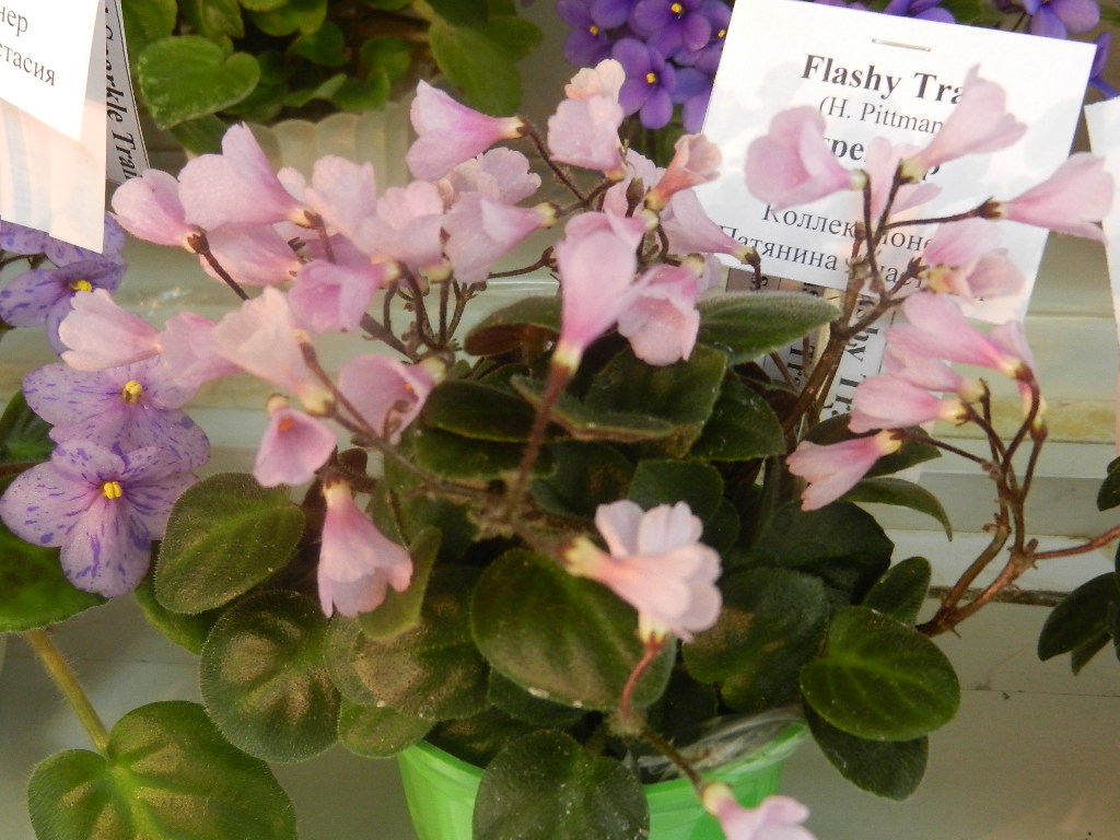 DSCN0465.JPG