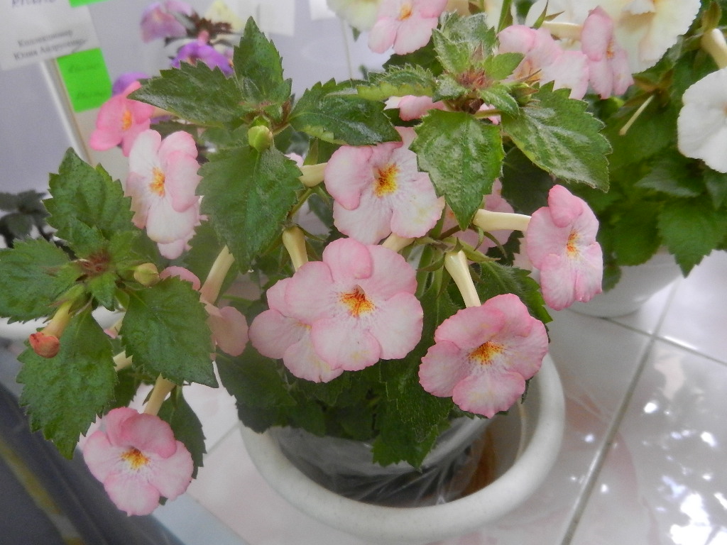 DSCN0495.JPG