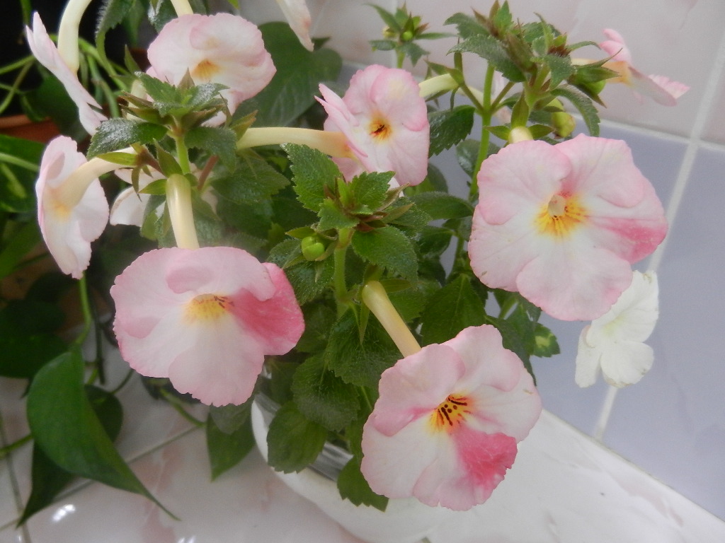 DSCN0496.JPG