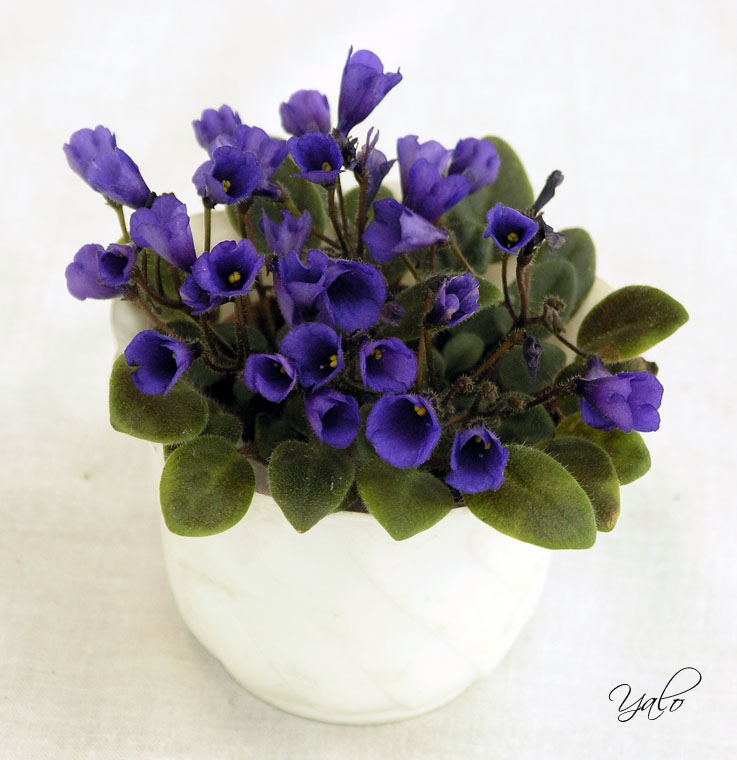 2 место – Vallarta Campanas Moradas
