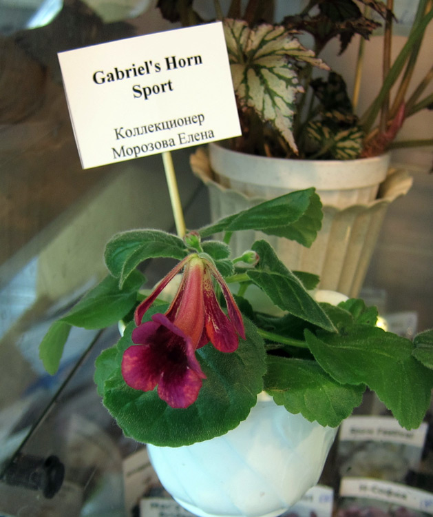 Gabriels-Horn-Sport.jpg