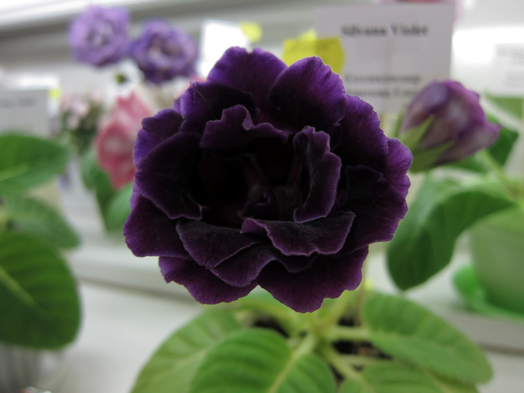 Silvana-Violet.jpg