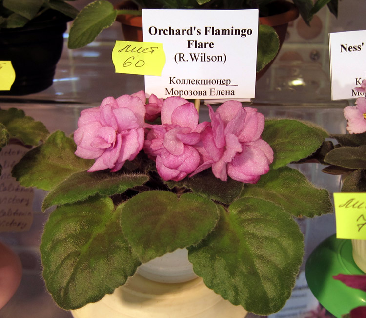 Orchard's-Flamingo-Flare.jpg