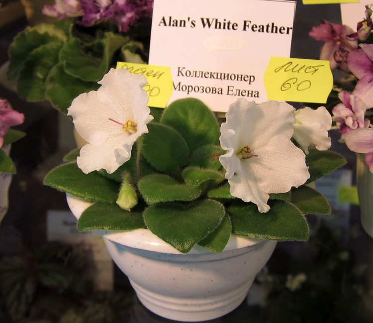 Alan's-White-Feather.jpg