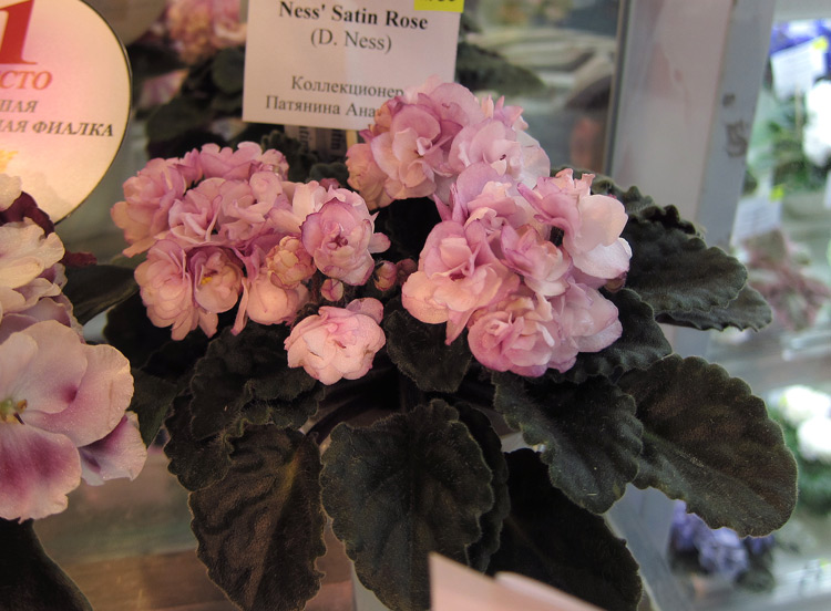 Ness'-Satin-Rose.jpg