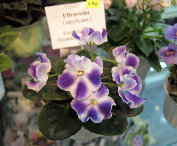Ultraviolet.jpg