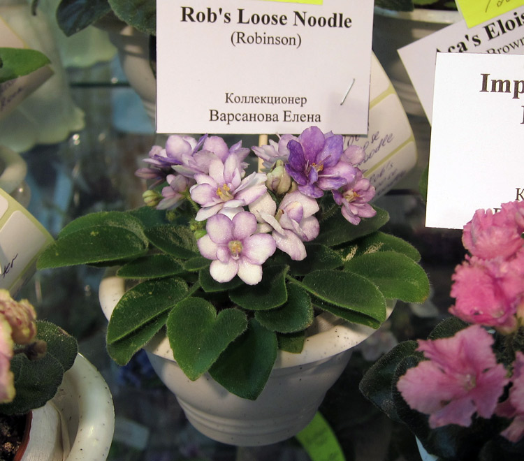 Rob's-Loose-Noodle.jpg