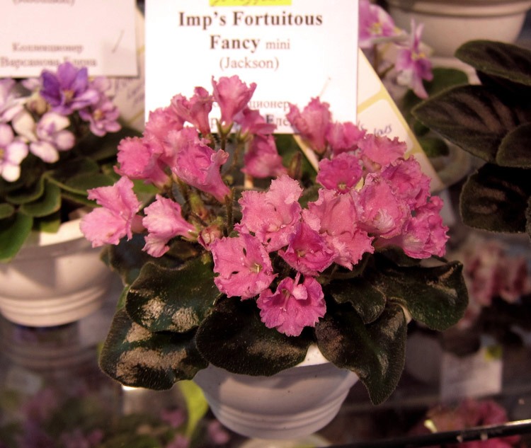 Imp's-Fortuitous-Fancy.jpg