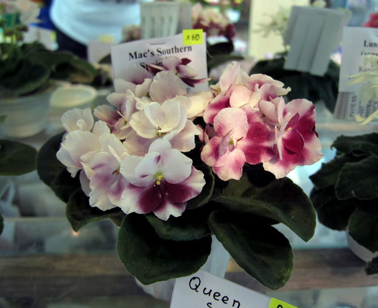 Mac's-Southern-Springtime.jpg