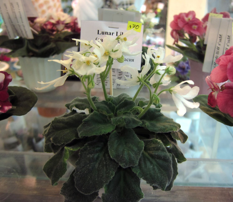 Lunar-Lily-white.jpg