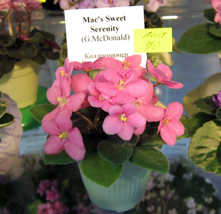 Mac's-Sweet-Serenity.jpg