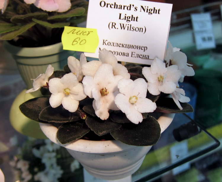 Orchard's-Night-Light.jpg