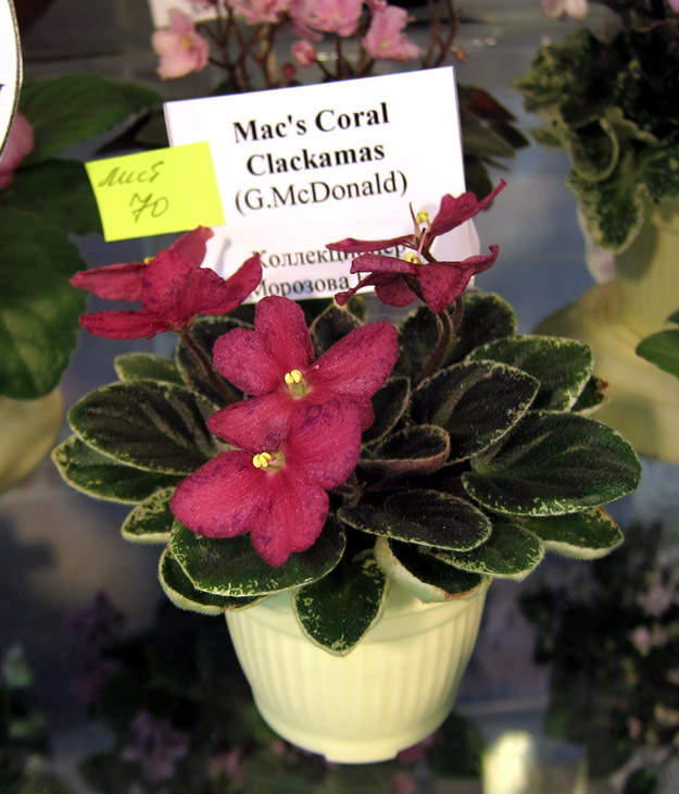 Mac's-Coral-Clackamas.jpg