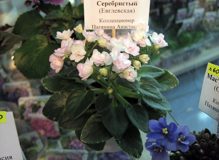 Ландыш-Серебристый-(п).jpg
