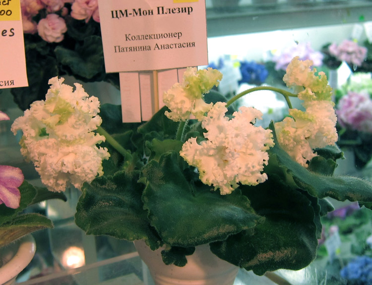 ЦФ-Мон-Плезир.jpg